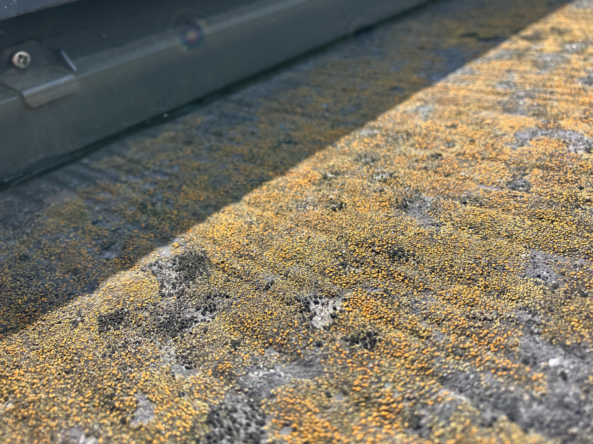 化粧スレートに苔